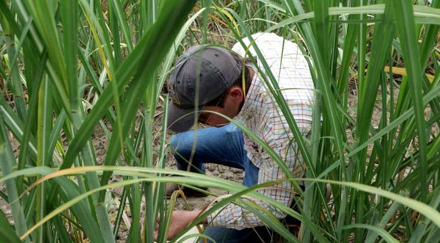 Pasture mealy bug causing issues for some sugarcane growers